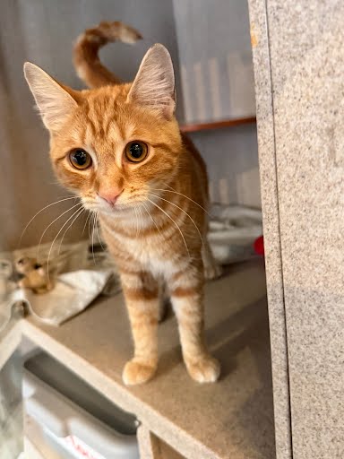 BADLANDS - Domestic Shorthair / Mix available for adoption