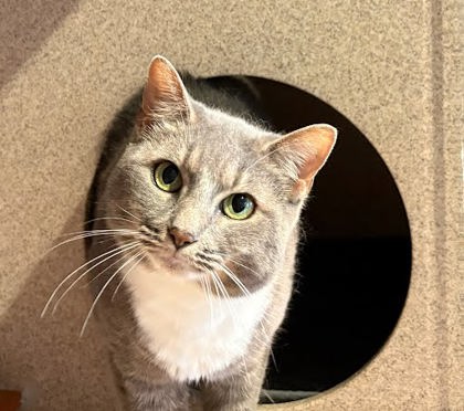 SIMONE - Domestic Shorthair / Mix available for adoption