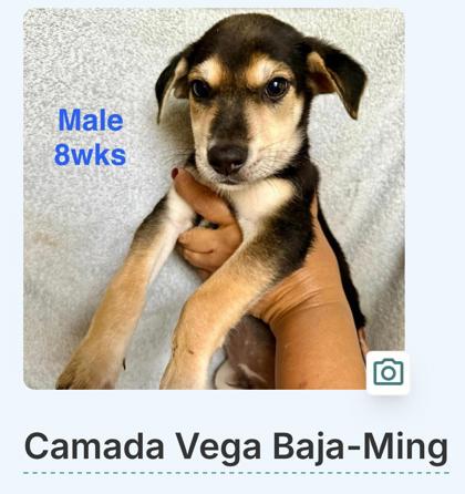 MING - Mixed Breed, Large (over 44 lbs fully grown) / Mix available for adoption