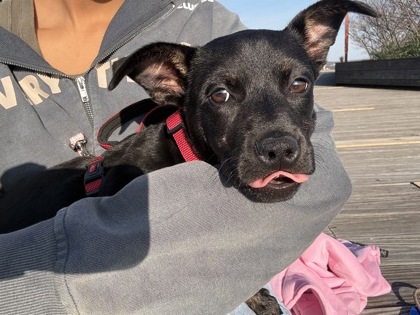 JOY - Mixed Breed, Medium (up to 44 lbs fully grown) / Mix available for adoption