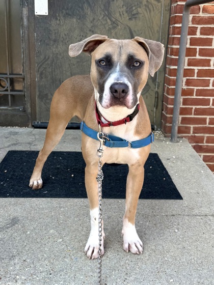 KLINGER - Mixed Breed, Medium (up to 44 lbs fully grown) / Mix available for adoption
