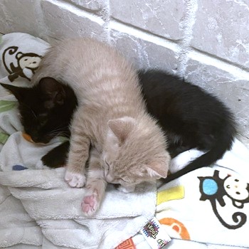JOSEPH - Domestic Shorthair / Mix available for adoption
