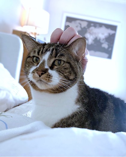 ELIZABETH - Domestic Shorthair / Mix available for adoption