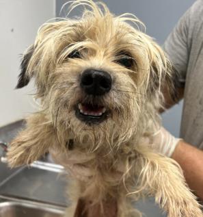 ROCK A WAY - Miniature Schnauzer / Mix available for adoption
