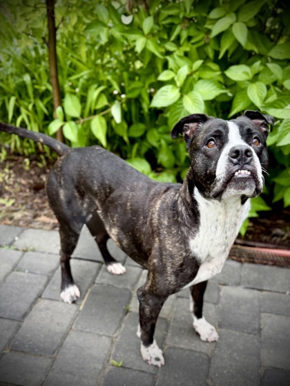 BERT - Terrier / Mix available for adoption