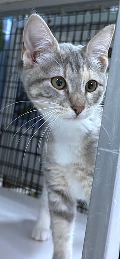 ICELYN - Domestic Shorthair / Mix available for adoption
