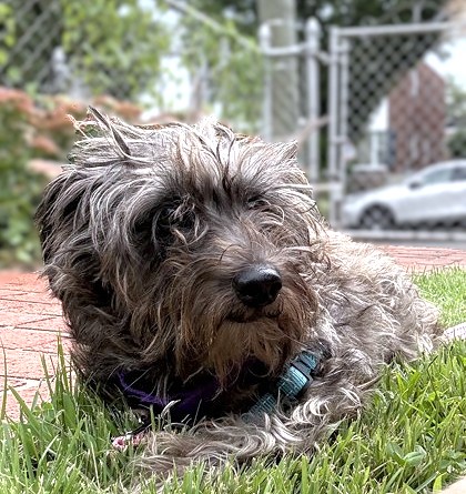 APPLE SMAX - Miniature Schnauzer / Mix available for adoption