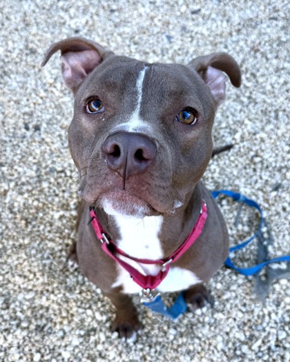 EARL - Pit Bull Terrier / Mix available for adoption
