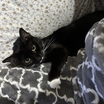 LISSY - Domestic Shorthair available for adoption