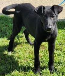 BATMAN - Labrador Retriever / Mix available for adoption