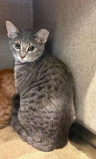 BOOK STORE - Domestic Shorthair / Mix available for adoption