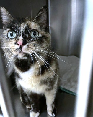 MIKO - Domestic Shorthair / Mix available for adoption