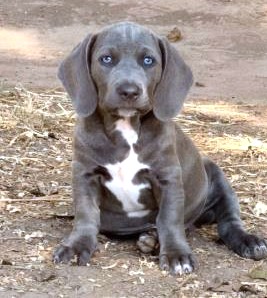 BOHDI - Hound / Mix available for adoption