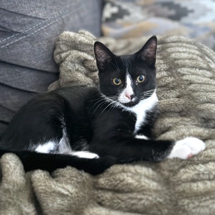 OTHELLO - Domestic Shorthair / Mix available for adoption