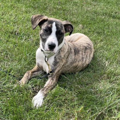 BONSAI - Pit Bull Terrier / Mix available for adoption