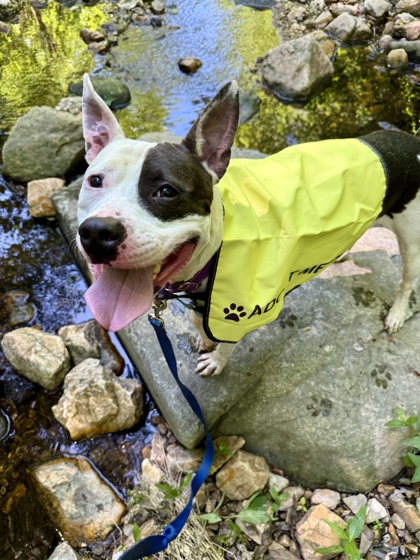 ANGELICA - Mixed Breed, Medium (up to 44 lbs fully grown) / Mix available for adoption