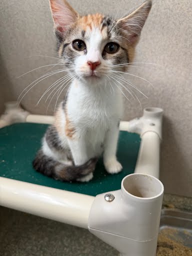 BELLE - Domestic Shorthair / Mix available for adoption