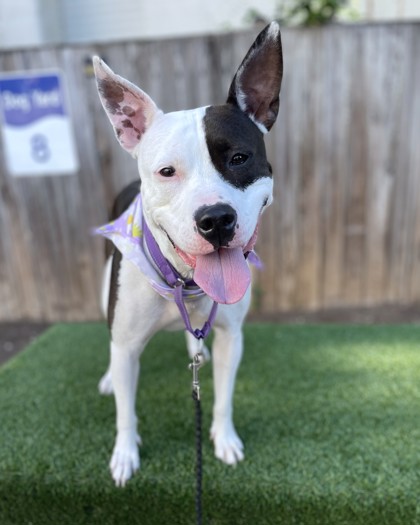 ANGELICA - Mixed Breed, Medium (up to 44 lbs fully grown) / Mix available for adoption
