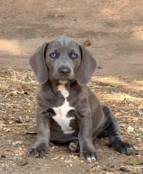 BOHDI - Hound / Mix available for adoption
