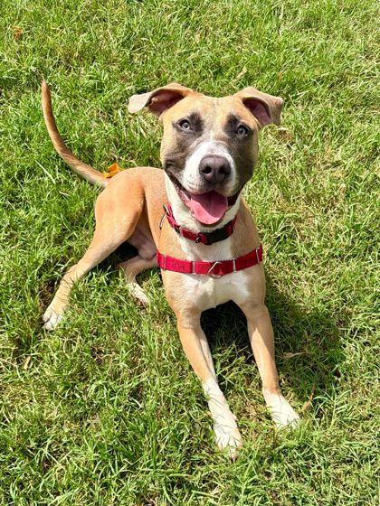 MANCHEGO - Mixed Breed, Medium (up to 44 lbs fully grown) / Mix for adoption in Silver Spring