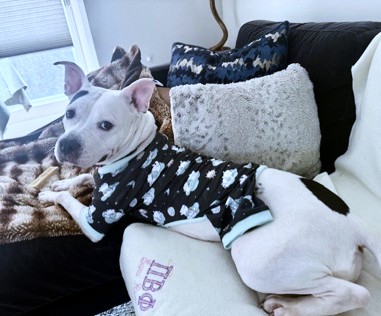 CASEY - Mixed Breed, Medium (up to 44 lbs fully grown) / Mix available for adoption