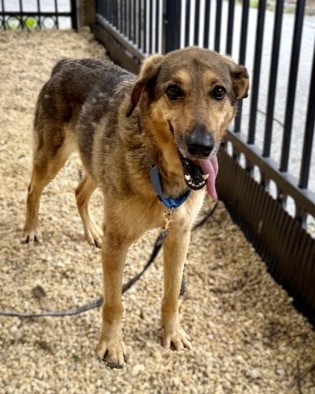 IRIS - Shepherd / Mix available for adoption
