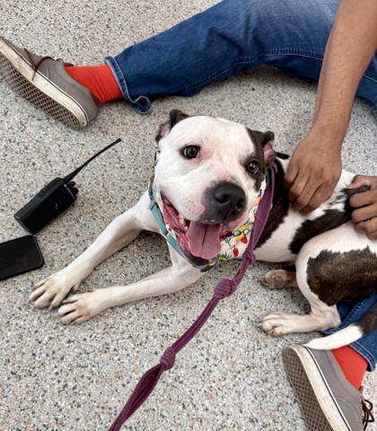 AZOOZ - Pit Bull Terrier / Mix available for adoption