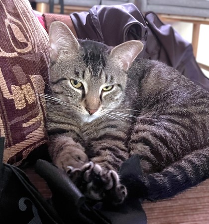 JUAN - Domestic Shorthair / Mix available for adoption