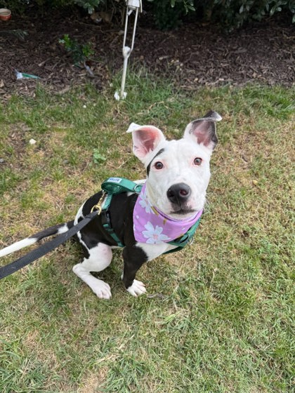 AVRIL - Pit Bull Terrier / Mix available for adoption