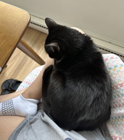 LISSY - Domestic Shorthair available for adoption
