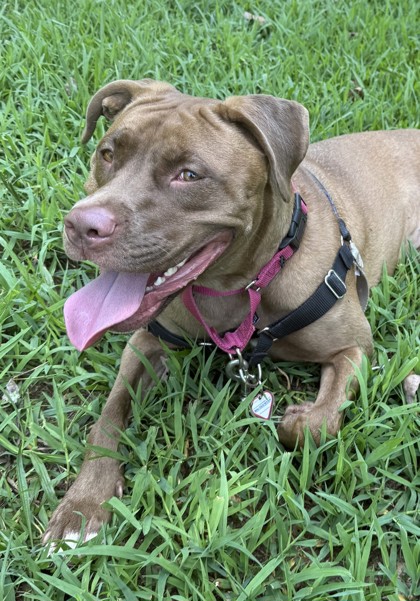 PRIYA - Pit Bull Terrier / Mix for adoption in Silver Spring