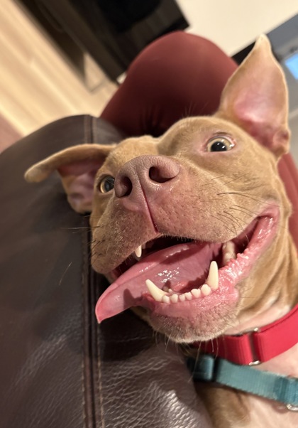 KAISEN - Mixed Breed, Medium (up to 44 lbs fully grown) / Mix available for adoption