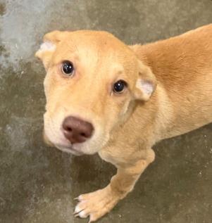 BUCKEE - Shepherd / Mix available for adoption