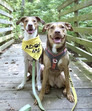 CHARLEY - Mixed Breed, Medium (up to 44 lbs fully grown) / Mix available for adoption