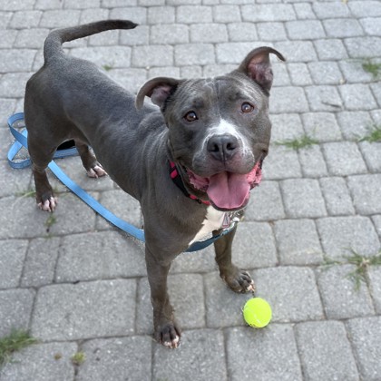 MILAN - Pit Bull Terrier / Mix available for adoption
