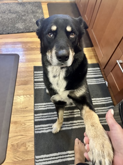 LITTLE BOY - Australian Shepherd / Mix available for adoption