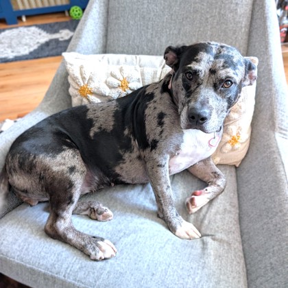 DIOR - Pit Bull Terrier / Mix available for adoption