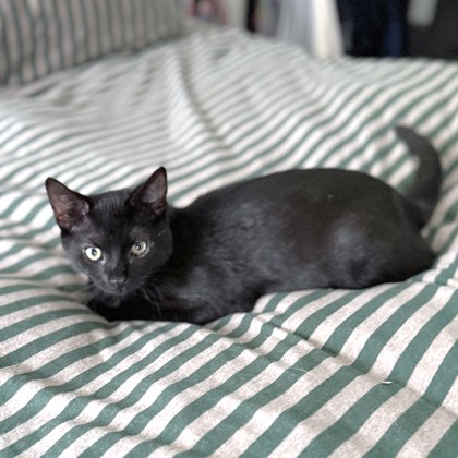 PRAIRIE - Domestic Shorthair / Mix available for adoption