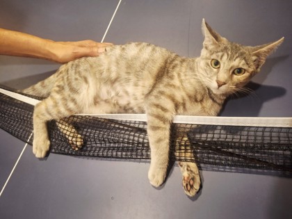 CRYSTAL - Domestic Shorthair / Mix available for adoption