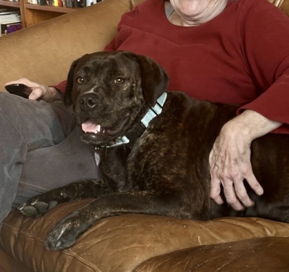 BUELLA - Boxer / Mix available for adoption