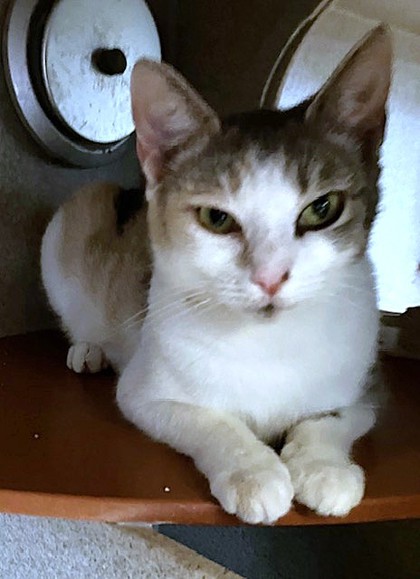 WHITNEY - Domestic Shorthair / Mix available for adoption