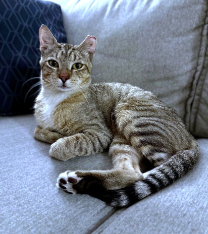 PHLOX - Domestic Shorthair / Mix available for adoption