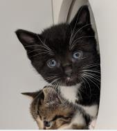 RED VELVET - Domestic Shorthair / Mix available for adoption