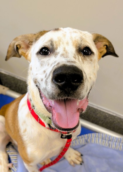 TOMMY PICKLES - Shepherd / American Red Heeler available for adoption