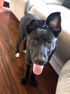 PARTRIDGE - Shepherd / Terrier available for adoption