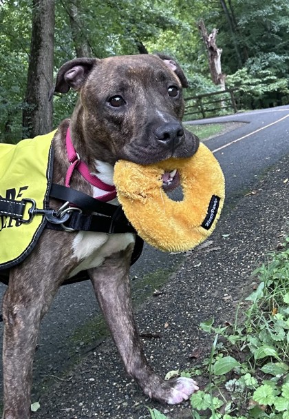 BARK RUFFALO - Pit Bull Terrier / Mix available for adoption