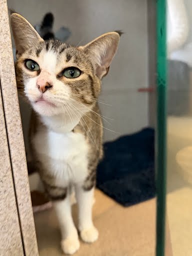 LILAC - Domestic Shorthair / Mix available for adoption
