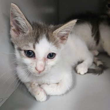 FREEZE TAG - Domestic Shorthair / Mix available for adoption