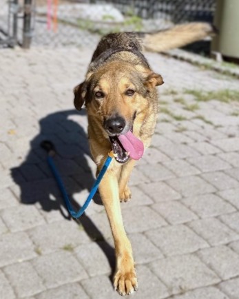 IRIS - Shepherd / Mix available for adoption