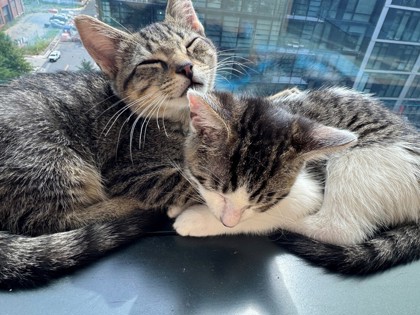 SIMBA - Domestic Shorthair / Mix available for adoption